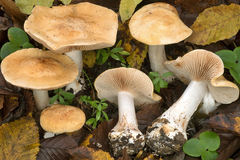Cortinarius cliduchus