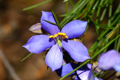 Cheiranthera alternifolia