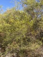 Calytrix exstipulata