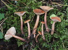 Lactarius aurantiacus