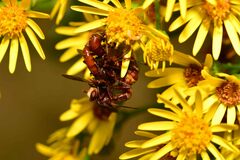 Sicus ferrugineus