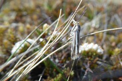 Orocrambus corruptus