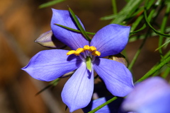 Cheiranthera alternifolia