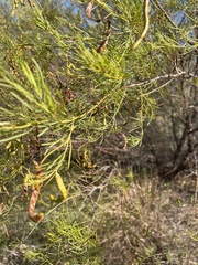 Calytrix exstipulata