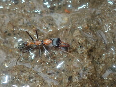 Myrmecia nigrocincta