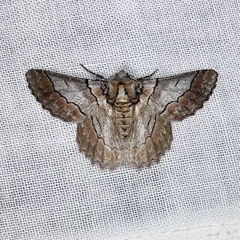 Hypobapta tachyhalotaria