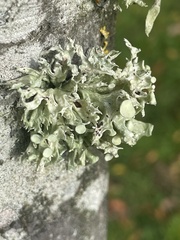 Ramalina fastigiata