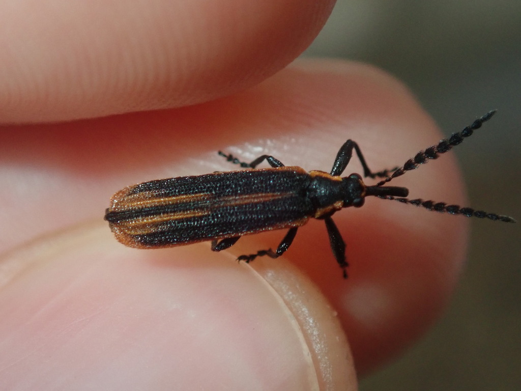 Rhinotiodes spinipennis