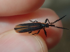 Rhinotiodes spinipennis