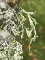 Ramalina fastigiata