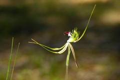 Caladenia tentaculata