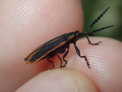 Rhinotiodes spinipennis