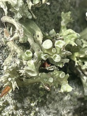 Ramalina fastigiata