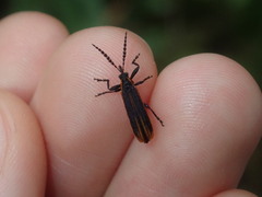 Rhinotiodes spinipennis