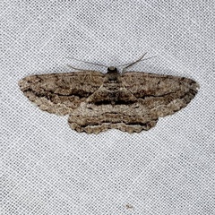 Scioglyptis canescaria