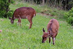 Tragelaphus sylvaticus sylvaticus