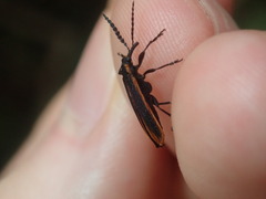 Rhinotiodes spinipennis