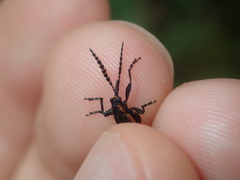 Rhinotiodes spinipennis