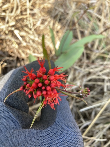 Combretum platypetalum subsp. oatesii image