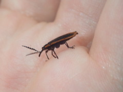 Rhinotiodes spinipennis