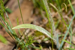 Caladenia tentaculata