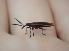 Rhinotiodes spinipennis