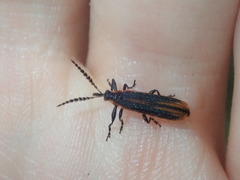 Rhinotiodes spinipennis