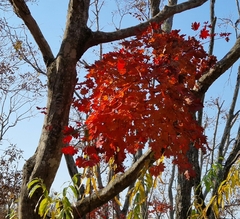 Acer pseudosieboldianum