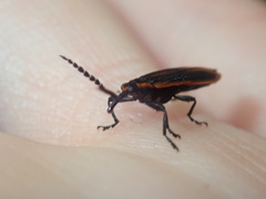 Rhinotiodes spinipennis