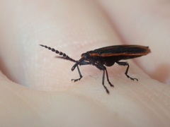 Rhinotiodes spinipennis