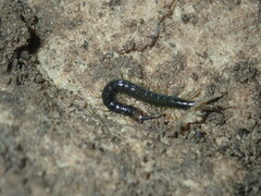 Cormocephalus
