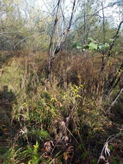 Alnus hirsuta