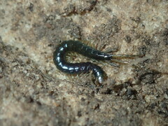 Cormocephalus