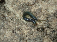 Cormocephalus