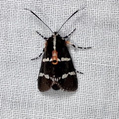 Hecatesia fenestrata