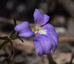 Scaevola ramosissima