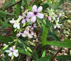 Billardiera cymosa