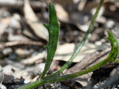 Scaevola ramosissima