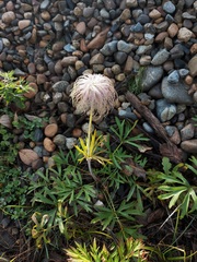 Pulsatilla dahurica