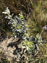 Podalyria calyptrata