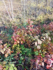 Rubus sachalinensis