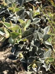 Podalyria calyptrata