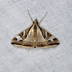 Agrioglypta excelsalis