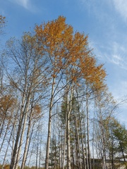 Populus suaveolens
