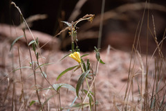 Oenothera longissima