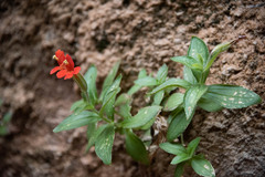 Erythranthe verbenacea