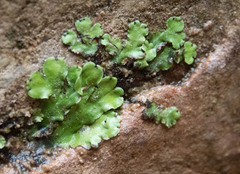 Marchantia paleacea