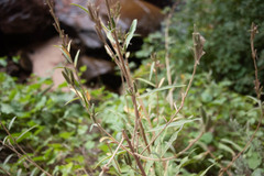 Oenothera longissima