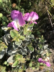 Podalyria calyptrata