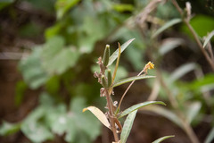 Oenothera longissima